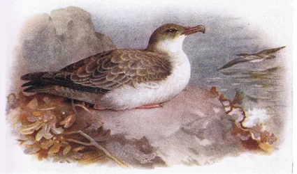 Great Shearwater